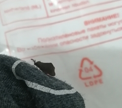 Cryptothelea gloverii