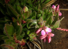 Polygala ohlendorfiana