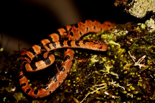 Central American Tree Snake