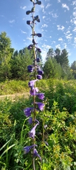 Delphinium elatum