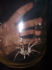 Araneae