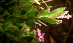 Polygala ohlendorfiana