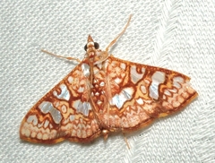 Glyphodes canthusalis