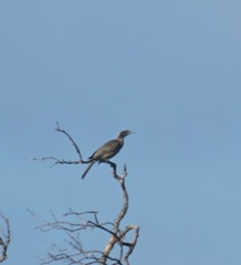 Philemon buceroides yorki