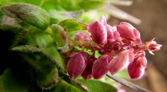 Polygala ohlendorfiana