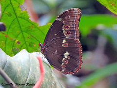 Morpho menelaus