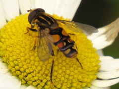 Helophilus obscurus