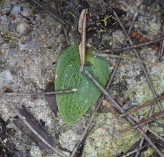 Eriochilus cucullatus