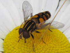Helophilus obscurus