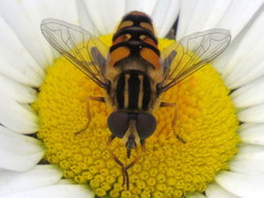 Helophilus obscurus
