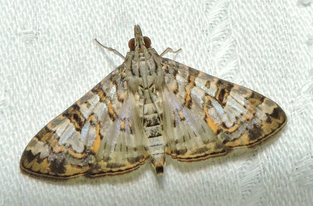 Dysallacta