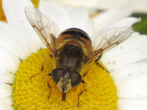 Orange-spined Drone Fly