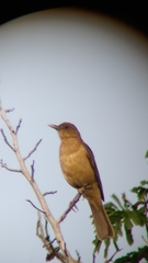 Turdus grayi