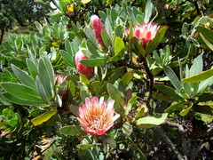 Protea subvestita