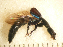 Thyreocephalus orthodoxus