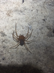 Loxosceles yucatana