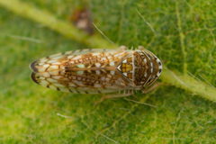 Mesamia