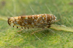 Mesamia