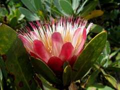 Protea subvestita