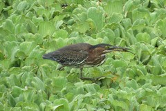 Butorides virescens image