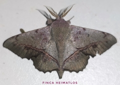 Druentica muta