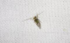 Teliapsocus