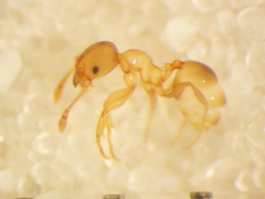 Pheidole rugosula