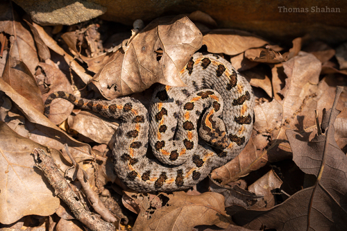 Pygmy Rattlesnake