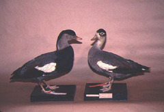 Crested Shelduck photo 1