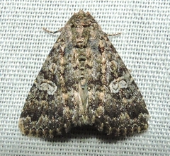 Condica aroana
