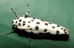 Ethmia clytodoxa