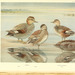 Coues' Gadwall - Photo (c) Biodiversity Heritage Library, some rights reserved (CC BY)