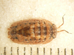Cubaris tarangensis