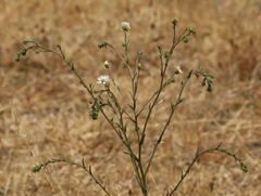 Hemizonia congesta clevelandii