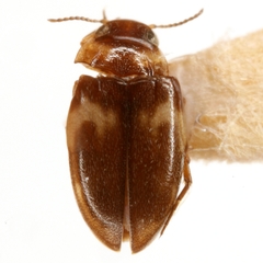 Neoclypeodytes cinctellus