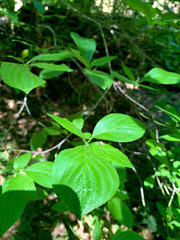 Cornus sessilis