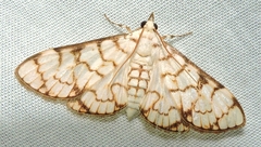 Aphytoceros lucusalis