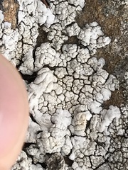 Protoparmeliopsis pinguis