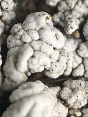Protoparmeliopsis pinguis