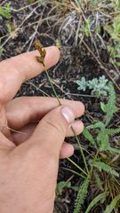 Carex tahoensis