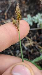 Carex tahoensis