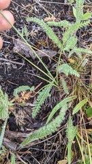 Carex tahoensis