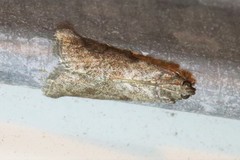 Oreana unicolorella