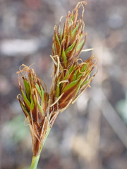 Carex tahoensis