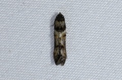 Walshia miscecolorella