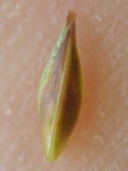 Carex tahoensis