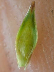 Carex tahoensis