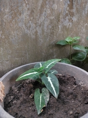 Syngonium wendlandii