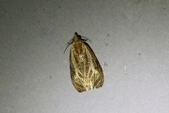 Olethreutes quadrifidum