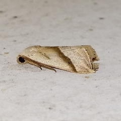 Micrathetis